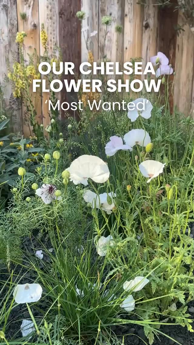 Our Chelsea Flower Show visitors ‘most wanted’ Papaver rhoeas ‘Mother of Pearl’ featured prominently in our gold medal-winning King’s Trust garden ‘Seeding Success’
Set within a raw, volcanic-inspired landscape, their presence echoed the wider theme of the garden—how something small, like a seed, can take root in challenging conditions and thrive.
This cultivated mix of corn poppy offered a range of soft tones, predominantly white, but also pink and silvery grey—interspersed across a sparse terrain. Visitors were drawn to their simplicity, and they quickly became one of the most talked-about plants in the space.
These poppies are super easy to grow yourself and are a wonderful addition to many planting schemes.
Very light and elegant flowers which bees love to roll around in! Seedheads are lovely too.
Prefers a good soak when soil is dry, not ‘little & often’ watering.
Sow seeds insitu as they’re not keen on root disturbance.
Beautiful amongst short grasses such as native Briza media (Quaking Grass).
Many thanks to our sponsor Project Giving Back for making this garden possible. Not long now until this year’s Chelsea Flower Show!
⸻
ABOUT: Joe Perkins Design is a multi-award-winning landscape design consultancy, creating innovative outdoor spaces that celebrate the environment, wildlife, and biodiversity. Working across the UK and internationally, we partner with clients who share our passion for sustainable and visionary design. Discover more about our work at: www.joeperkinsdesign.com