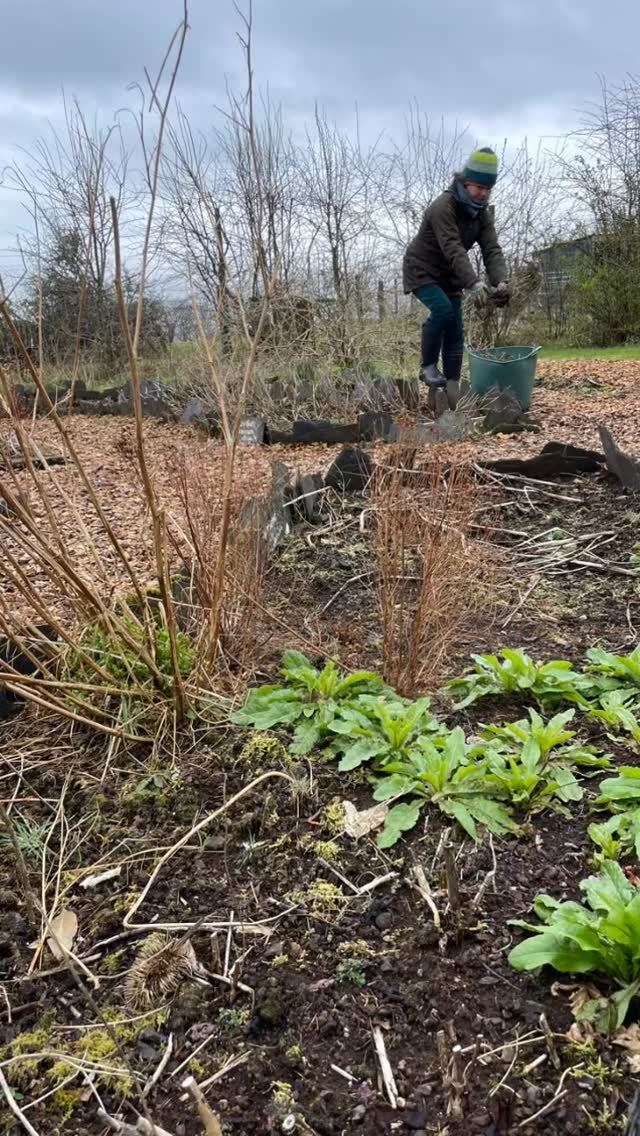 Spring herbal helpers 🌱
Despite strong winds, hail showers and last minute cancellations my hardy volunteers braved the not-so-spring-like weather to pull out weeds, dig and wash roots, press tinctures, wash bottles and generally be excellent craic. Despite the weather we still got a lot of jobs done.
Big thanks to Amy @breadandrosesoutdoors , Evelyn, Katie @kt4bs21 and Sue for your help in the herb garden and workshop last week 🙌💚🌱
Now I’m looking forward to it feeling a bit warmer and more spring like here in the west highlands!
.
.
.
.
.
.
#scotlandswildmedicine #herbalmedicine #herbalmedicinemaking #volunteer #herbgarden
