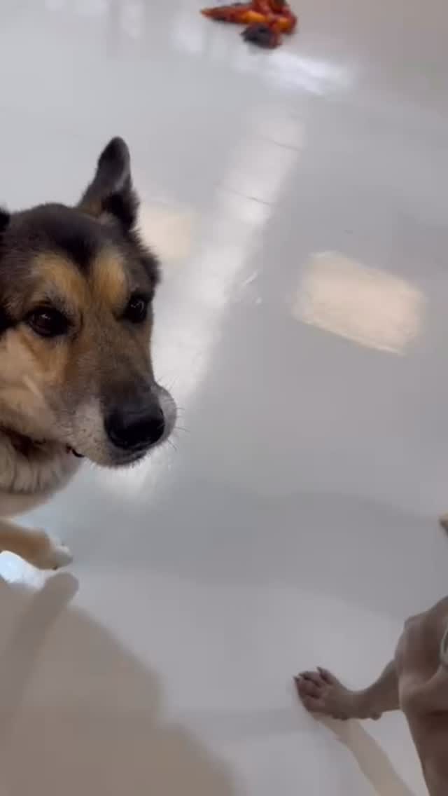 Tuesday peanut butter fun 🥜😋🐾🐶💛
.
.
.
.
.
.
#peanutbutter #peanutbutterlove #peanutbutterlover #dogs #dogsofauckland #dogdaycarelife #wooflandnz #doggydaycarefun