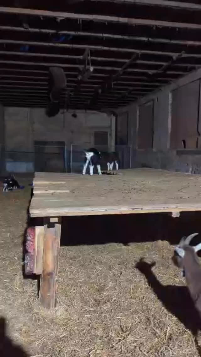 @_nele_1101 hat gestern die Ziegenkitze besucht - die ersten großen Sprünge werden gewagt - vor allem, wenn Mama‘s Euter lockt!