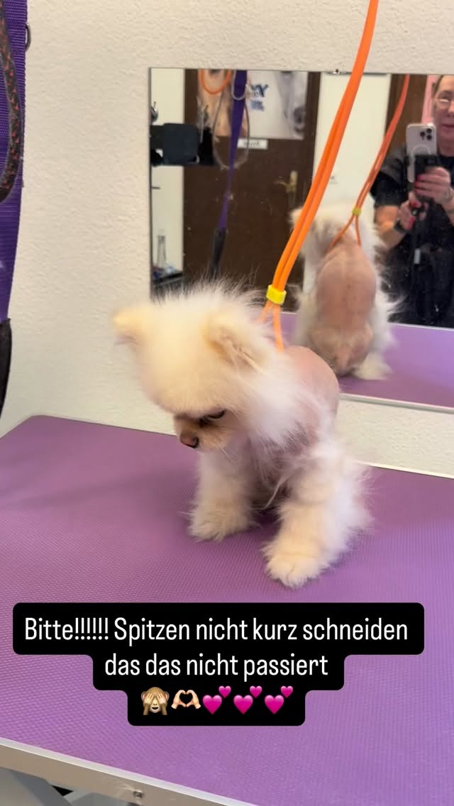 #grooming #hundesalon #hundesalonluzern #pomeranian #grooming_luzern