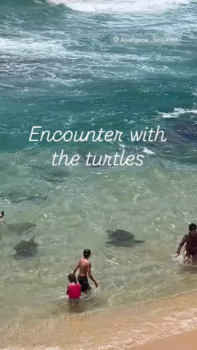 A magic morning with the Giant turtles 🐢
#turtle #southsrilanka #magiclife #indianocean🌊 #familytravels