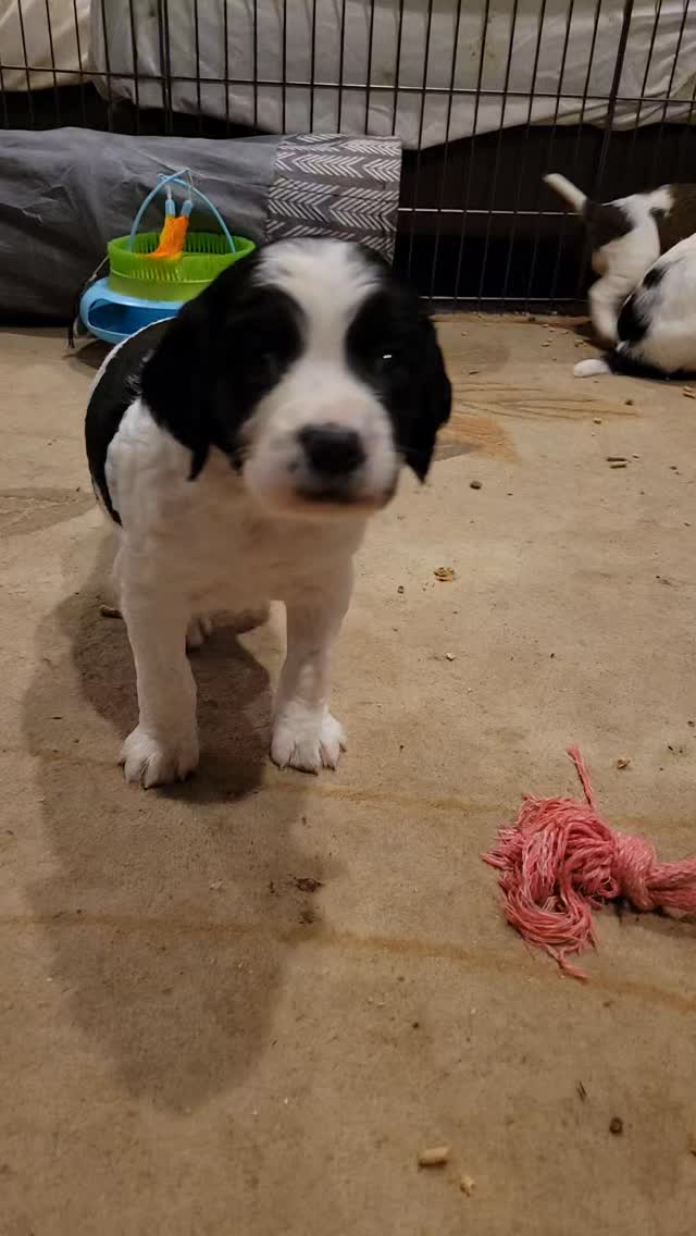 Always so busy!
#dog #puppy #spaniel