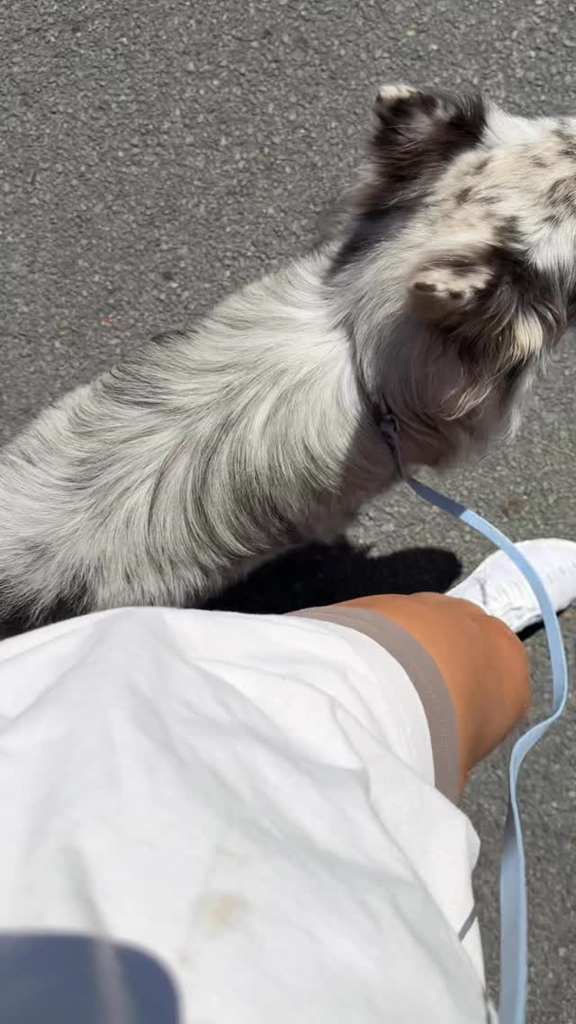 Come with us to the Farmers Market 🍎
Having a command like “Centre” was beneficial today for those tight spots with lots of foot traffic. Was the perfect way to keep him out of the way and safe from being stepped on.
I need some practise filming on these glasses 🤣