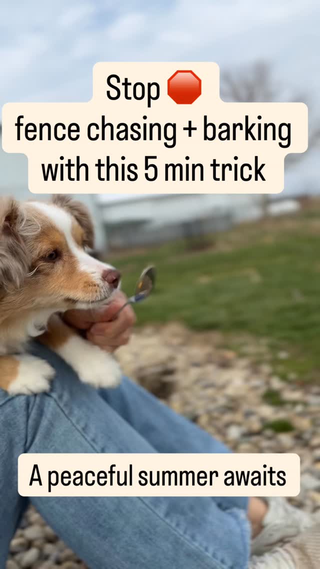 Claim PEACE + stop 🛑 barking with this simple tip. This can apply to any situation whether it’s cars on the street, kids riding bicycles, lawnmower, tractors, or anything that your dog wants to chase bark or run away from.
We don’t want that kind of behavior. It’s based out of fear. We want to create a neutrality where they can watch something go by and be OK with it.
Learning to do nothing is a skill that’s really important 🙌🏼🙌🏼🙌🏼
Whether you take your dog’s favorite, treat my personal favorite as spoonful of peanut butter, cause it takes them a long time to lick it, and it really helps their brain to calm down in the process
I think of it like sipping your favorite cup of tea or caramel latte. It just makes the world a better place for a while and so does a spoonful of peanut butter for a six month old puppy.
🐶
#positivedogtraining #puppytrainingtips #reactivedogtraining #miniaussiepuppy #dogmomlife🐾