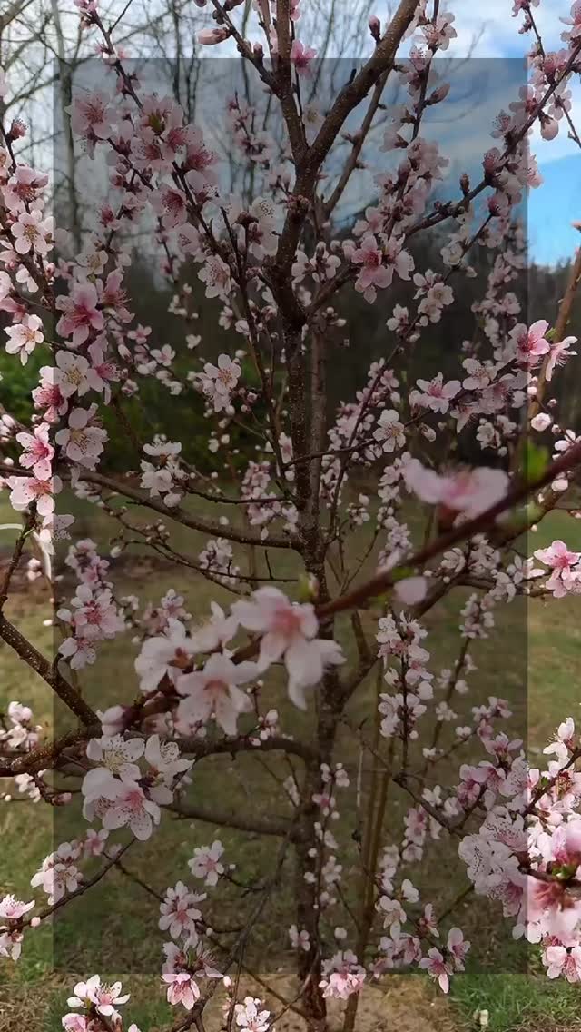 All you need is to pause and reconnect with your inner wisdom this spring! Join us for Spring Inner Peace Retreat in April 10-12 for 3 days and 2 nights.
If you find this post then your soul is calling. You are tune in and we can’t wait to give you a lifetime tool s that always help you lift up your vibration higher.
More info, DM or link below;
https://www.thebotaniqueco.com/inner-oeace-retreat/
#retreat #thebotaniqueandco
Link in bio @thebotaniqueandco
#innerpeace #retreat