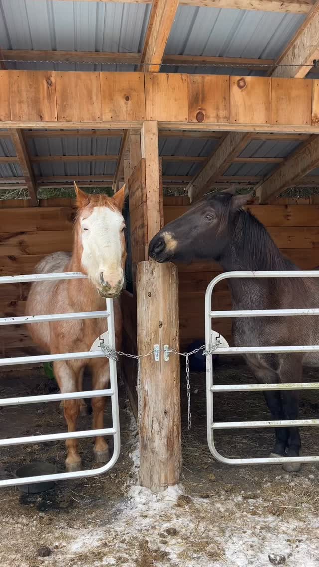 Playful breakfast energy
#playfulhorses #horselove #horsejoy #horsefun #happyhorses