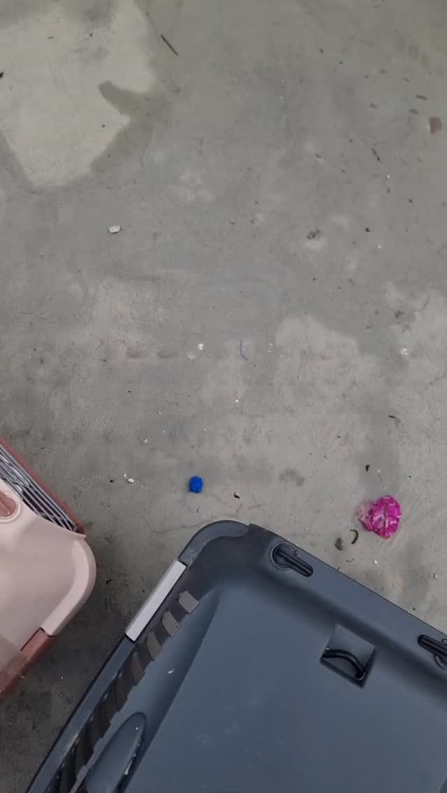 Manche sind kaum aus der Box und schon verschwunden… andere schauen sich erst vorsichtig um.
Nach der Kastration bringen wir die Katzen zurück in ihr Revier – dorthin, wo sie sich auskennen.
Wir wollen nichts beschönigen-Straßenkatzen führen weiterhin ein hartes Leben.
Aber die Kastration ist das Mindeste, was wir für sie tun können – um weiteres Leid zu verhindern und den Kreislauf zu durchbrechen.
Kastrationen retten Leben. 🤍
#tnr #kastrationenrettenleben #tierschutz #gemeinsamfürdentierschutz
#strayanimalcare