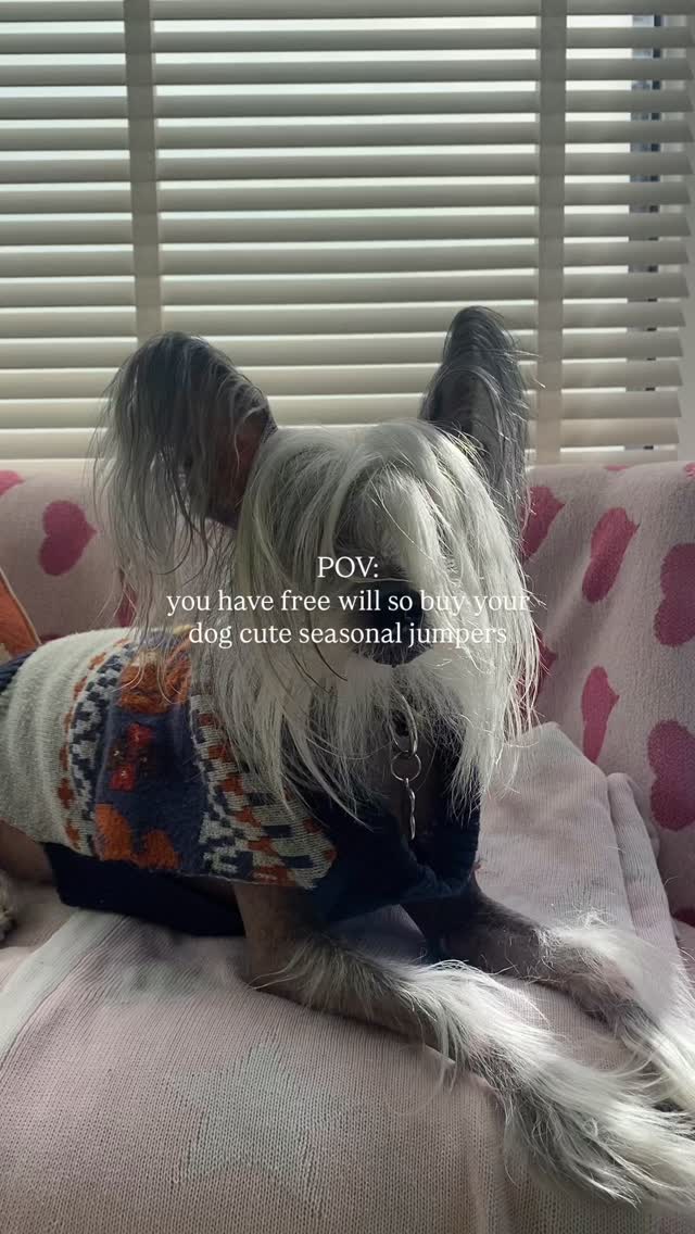 POV: you have free will so you buy your dog cute seasonal jumpers 🤌
#dogsofinstagram #dogjumper #dogaccesories #dogmom