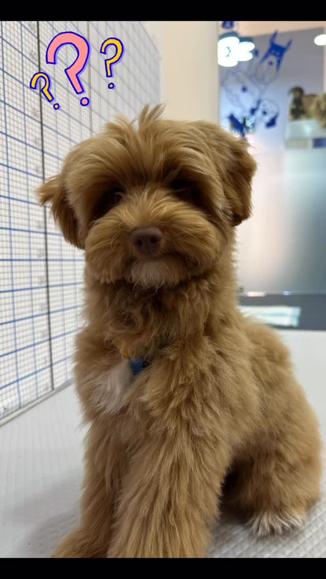 Think the underwater treadmill is the ultimate must-have for dog rehab?
Not quite.
Itās just one option in the toolbox.
True rehabilitation isnāt about fancy machines.
Itās all about understanding and improving how your dog actually moves.
Real progress comes from:
⢠Careful assessment
⢠Precise, targeted exercises
⢠Smart, gradual progression
Equipment can helpā¦
ā¦but it can never replace solid clinical judgment.
No single tool deserves āgold standardā status.
Your dogās quality of movement does.
#caninerehab #nimblepawspet #sgdogs #movementmatters #dogphysio
