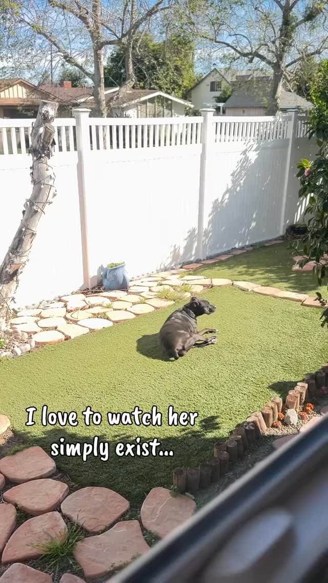 I love to catch her in these little moments #dogsofinstagram #love #doglovers