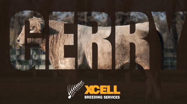 It is with great sadness that we announce the greatest Charolais bull in the world has been put to sleep - Kakahu Gerry 140506.
Gerry was buried at Xcell where he has lived for the last 10 years. He has been a big part of the Xcell family and was very much a loved bull. We are all going to miss seeing him around here with his βIβm the bull attitudeβ
In our opinion, Gerry has been the most influential Charolais bull in New Zealand, putting the Charolais breed on the map in terms of beef on dairy as a true leader. He produced an incredible 297,629 straws of semen during his life, an absolute legend, and a superstar!
Gerry lives on in his Kakahu sons and daughters paving the way to continue his greatness.