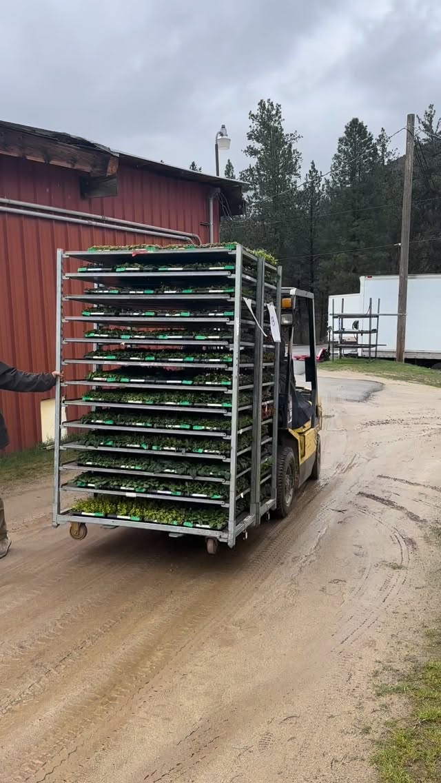 We got a whole bunch of plug shipments this week. The greenhouses are really filling up now!