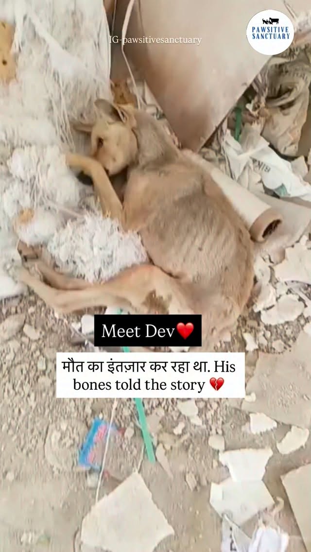 Meet Dev š¾
Devās case was reported by one of our volunteers. We received his video on our helpline, and the moment we saw his condition⦠our hearts shattered. We couldnāt wait even a second ,our team was sent immediately for an urgent rescue.
When we found him, it was devastating. His bones were clearly visible, his tiny body had no strength left, and he couldnāt even stand⦠let alone walk. He had given up, silently suffering on the streets.
We donāt know how many days he survived like that⦠hungry, in pain, and completely alone. And the most heartbreaking part ā no one stopped to help. This is the reality for so many innocent souls⦠they suffer, they fade away, and they are forgotten š
The moment he came to us, we started his treatment without delay.
And when he finally ate⦠that one moment felt like everything. A small sign of hope, a reason to keep going š¤
This is why we do what we do. Because for them, we are their only chance.
Please donāt ignore these souls⦠they feel pain, fear, and hunger just like us.
They cannot speak ā you have to be their voice š¤š¾
Please keep supporting us. Your support is the only reason babies like Dev get a second chance at life š¶š
š PayPal: @pawsitivesanctuary
š American and Global Donors: pawsitivesanctuary.networkforgood.com
š Canadian Donors: pawsitivesanctuary.com/donate
š E-transfer: infopawsitivesanctuary@gmail.com
#RescueDogs#SaveStrays#AnimalRescue
#BeTheirVoice#DonateForACause š¾š¤