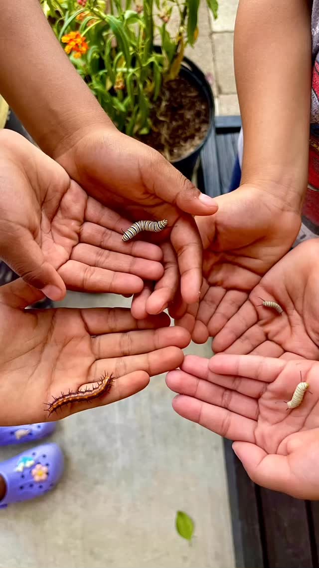 Three-fourths of the worlds flowering plants depend on pollinators to reproduce. Most fruit, vegetable, seed crops and other plants that provide fiber, medicines and fuel are pollinated by animals. Some scientists estimate that one out of every three bites of food we eat exists because of animal pollinators like bees, butterflies and moths, birds and bats, and beetles and other insects. Protect our pollinators.
#blackborg #butterflysanctuary #pollinatorgarden #naturelovers #butterflyfacts