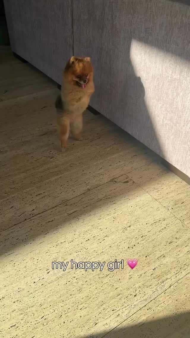 Happy Friday 🐾
Taking notes from this Pom less stress, more dancing. 💃🐶
•
•
•
•
#leonfoundation #nonprofit #dontshopadopt #charities
📸kitkat.pom