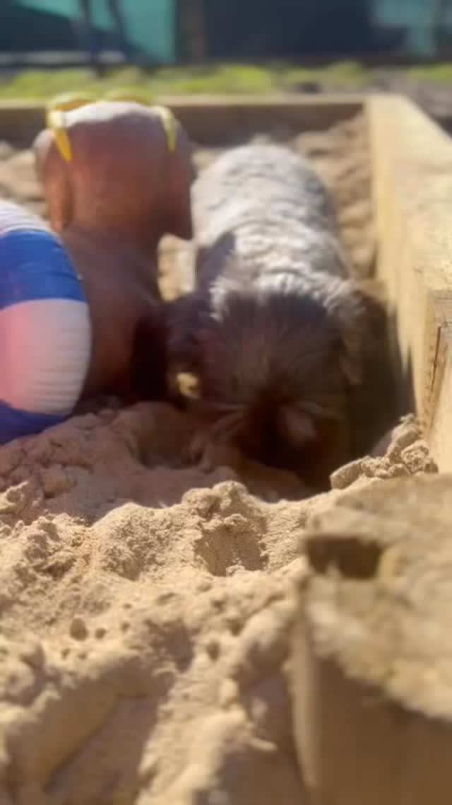 Fishy has been busy testing out the new sandpit. She LOVES it and judging by the digging marks in the sand over the last few days, I would say lots of other dogs have been enjoying it too 🥰
Thanks SO SO much for all the support and feedback since we have opened on Wednesday, we are so grateful!! We will be busy all weekend working hard to get the other walk open, so do give us a wave and say hi if you see us 🙂
Happy Easter weekend everyone 🥰