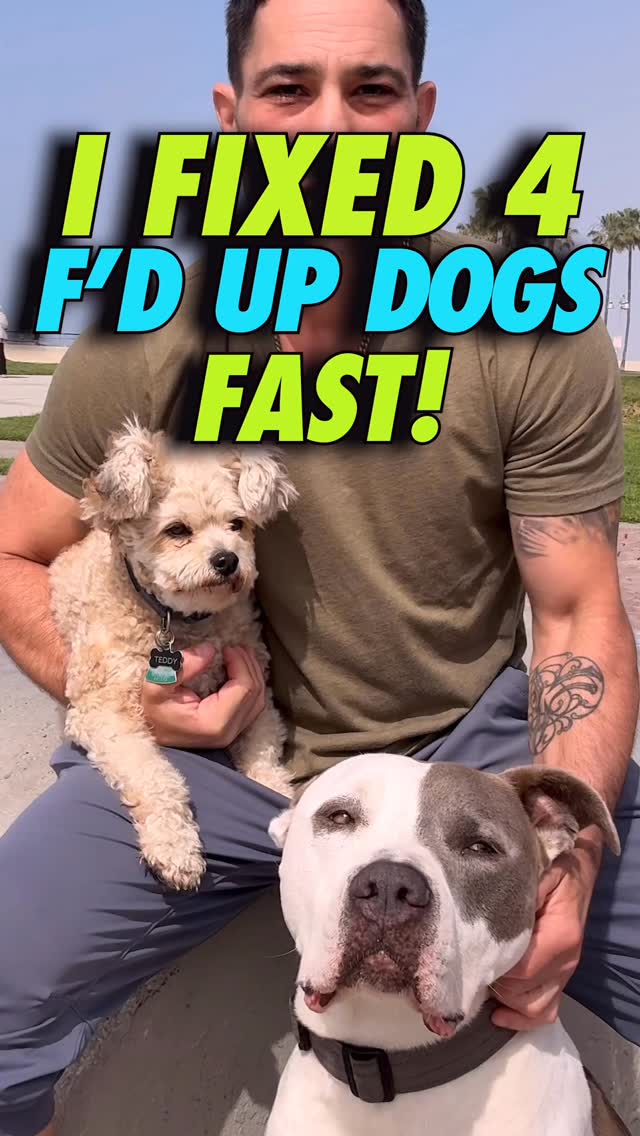 Dog peeps of Los Angeles & NY 👆Hit us up link in bio or DM’s baby.
#dogtraining #dogs #dogtrainer #rescuedogs #dogmom