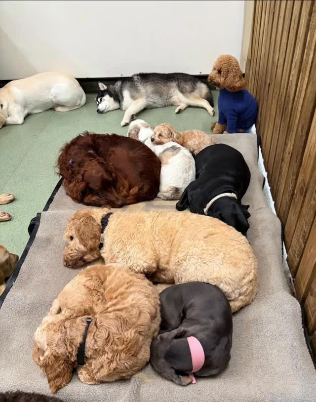 Nap time with friends π