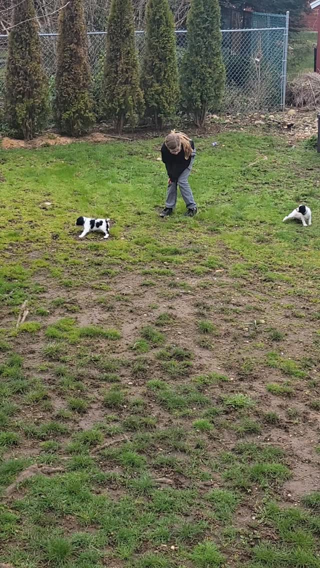 Loving the backyard with the kids!
#dog #puppy #spaniel