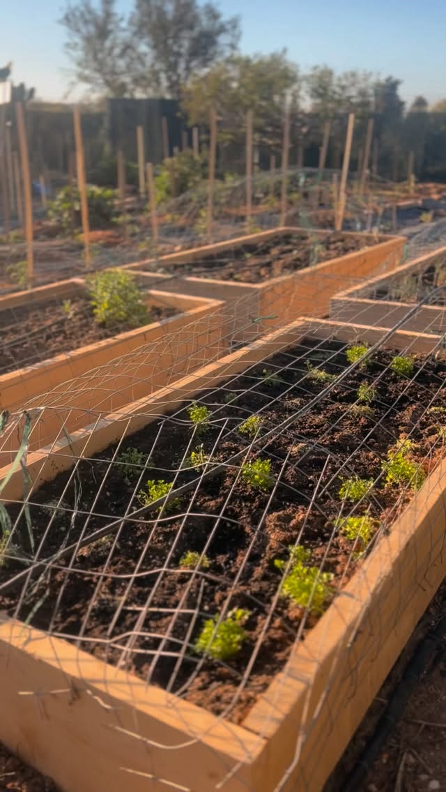 Med garden.
Quietly growing. #crete #medcaferestaurant #fromourgarden #summer2026 #olyplant