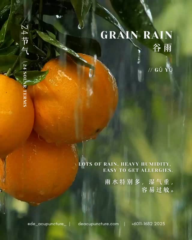 Stop! Don’t Get Sick When It Rains! 🌧️
Grain Rain, the last solar term of spring. 🌸 What does this mean for your body?
More rain 💦 + fast-changing temps = BIG time for Dampness build-up. Aiyo! 😩
In TCM, this season is when your body is confused—it’s trying to let go of ‘Spring Heat’ but getting weighed down by humidity. Your Spleen is working overtime to dry things out!
What this time brings (and what to do!):
🌦️Risk of Dampness:
Feeling heavy, bloated, and sluggish? 😴 Time to dry out your system!
🌦️Skin Issues
Eczema or itchy rashes flare up because of the heat + dampness combo. 🥵
🌦️Unstable Emotions
Liver Qi is still a bit on-off during this transition.
How to ‘Beat the Rain’ TCM Style:
❇️Eat ‘Damp-Clearing’ Foods
Think barley, chi hong beans, and Chinese Yam
❇️Protect Your Spleen
Go easy on raw/cold food and iced drinks. 🚫🧊
❇️Go for Walks
Gentle exercise helps circulate Qi and sweat out the dampness. 🚶♀️
BUT—here’s the key part: While following the solar terms is smart, general advice isn’t always enough. A random herbal soup might not target YOUR specific ‘damp-heat’ or ‘damp-cold’ type! 😱
Are you always tired, or does your skin itch more when it rains? Tell us in the comments! 👇
That’s why you need a customised formula. Don’t self-medicate! Consult our qualified TCM practitioners at 医心医意中医坊 De Acupuncture x Herbs Centre first.
We’ll check your pulse and tongue to see exactly how the Grain Rain season is affecting you and tailor a treatment just for your condition.
Ready to balance your body this season? Click the link in our bio to book your consultation today! 💖
#GrainRain #GuYu #24SolarTerms #TCMDampness #SubangJayaTCM #RainySeasonHacks #TCMForEczema #SpleenHealth #MalaysiaWeather #AcupunctureLife #HerbalTherapy #SeasonalHealth #NaturalDetox #USJClinic #BodyBalance