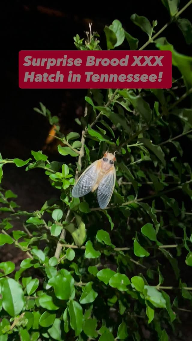 Due to the recent 17 cold and warm snaps in the weather this spring, scientists are saying that local cicada brood XXX populations are confused and hatching across East Tennessee. TWRA biologist and singer Jelly Roll had this to say, “ One day it’s 80 F’n degrees, next day it’s snowing. These bugs are confused by the ups and downs. We’re not sure how yet, but somehow this has to be TVAs fault.” Stay tuned for more info…
#aprilfirst #thehatchoutfitters #hatchout