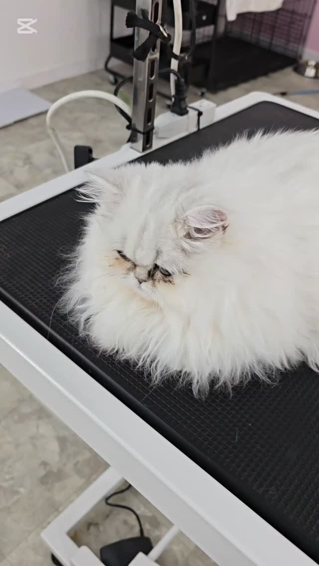 My lovely Nova, so sweet, so beautiful, so calm #cat #tsawwassensprings #ladnervillage #tsawwassensouthlands #ladnerdogwalker