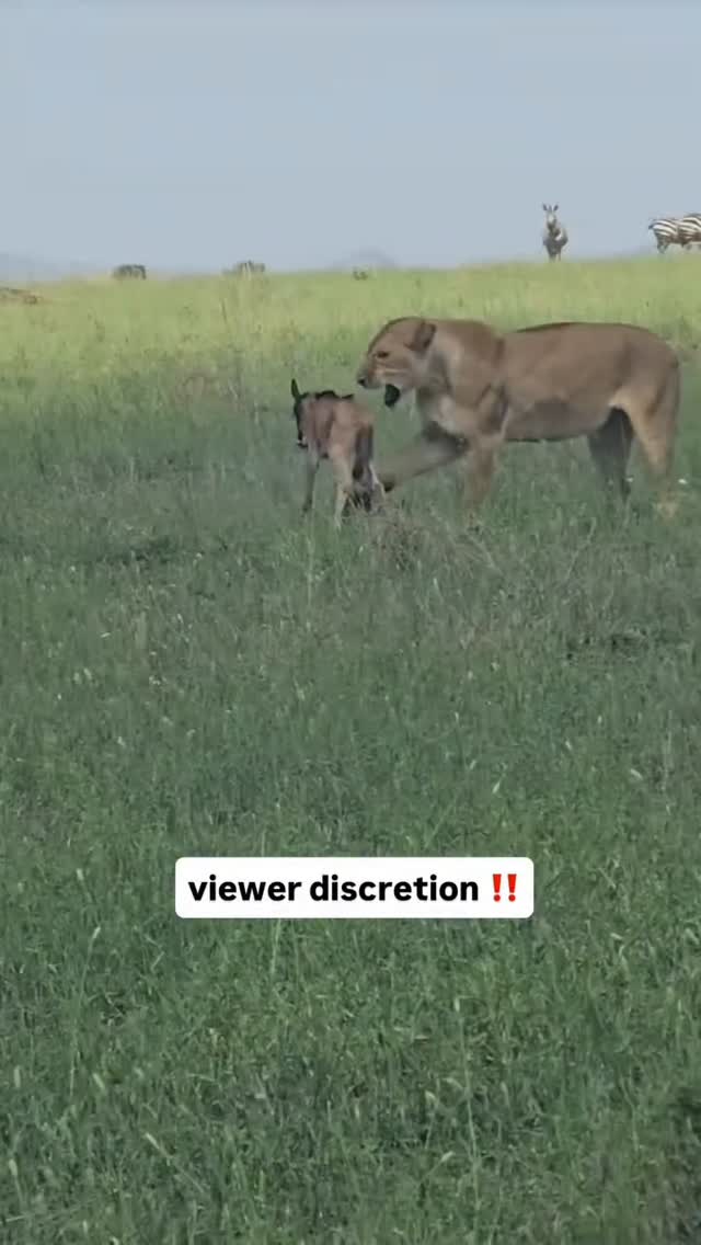 In Serengeti a lioness enjoys easy hunt Wildebeest Calf.
www.planetgogoadventure.com
#adventure #wildlifeplanet #serengeti #wildplanet #travelplanner