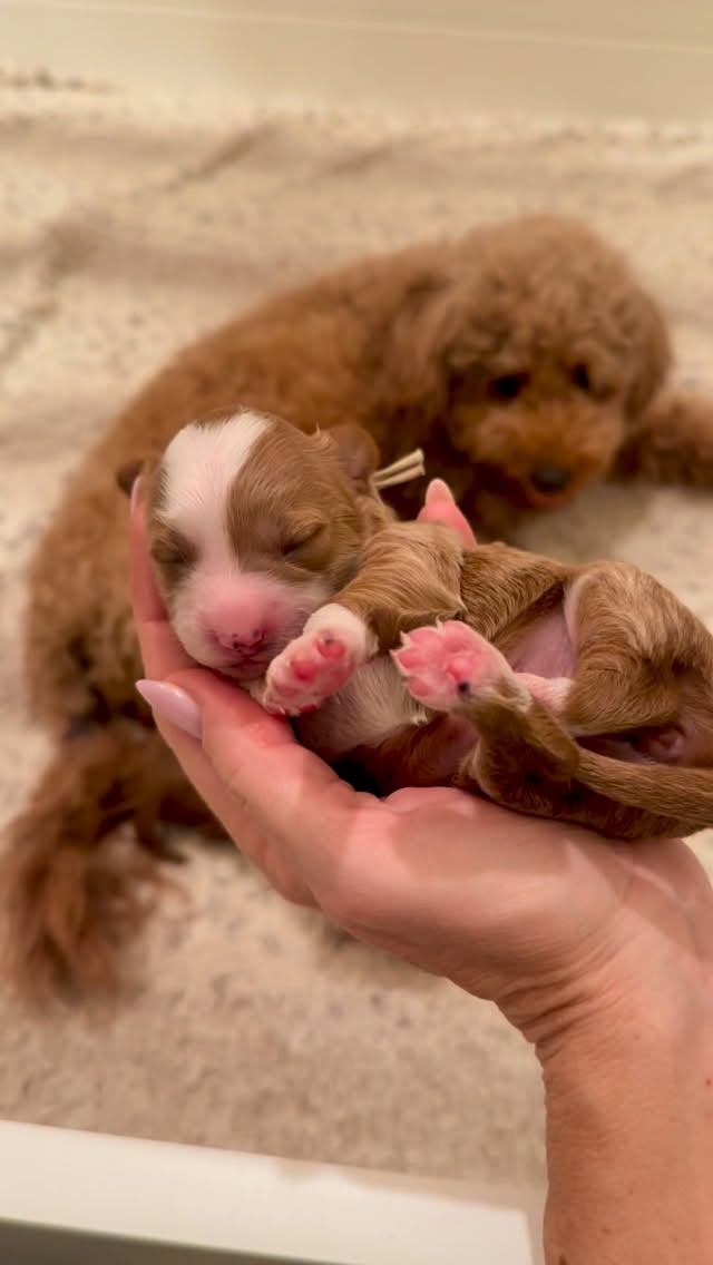 Ella 💗
I’ve watched her from her very first breath…
and somehow she just keeps getting sweeter every single day 🩷
This is your sign to soak up every moment.
Drop a “🩷” below if you loved watching Cinderella grow ⬇️
.
.
.
.
.
.
.
#Teacupgoldendoodle #microminigoldendoodle #watchmegrow #goldendoodlepuppies #puppies