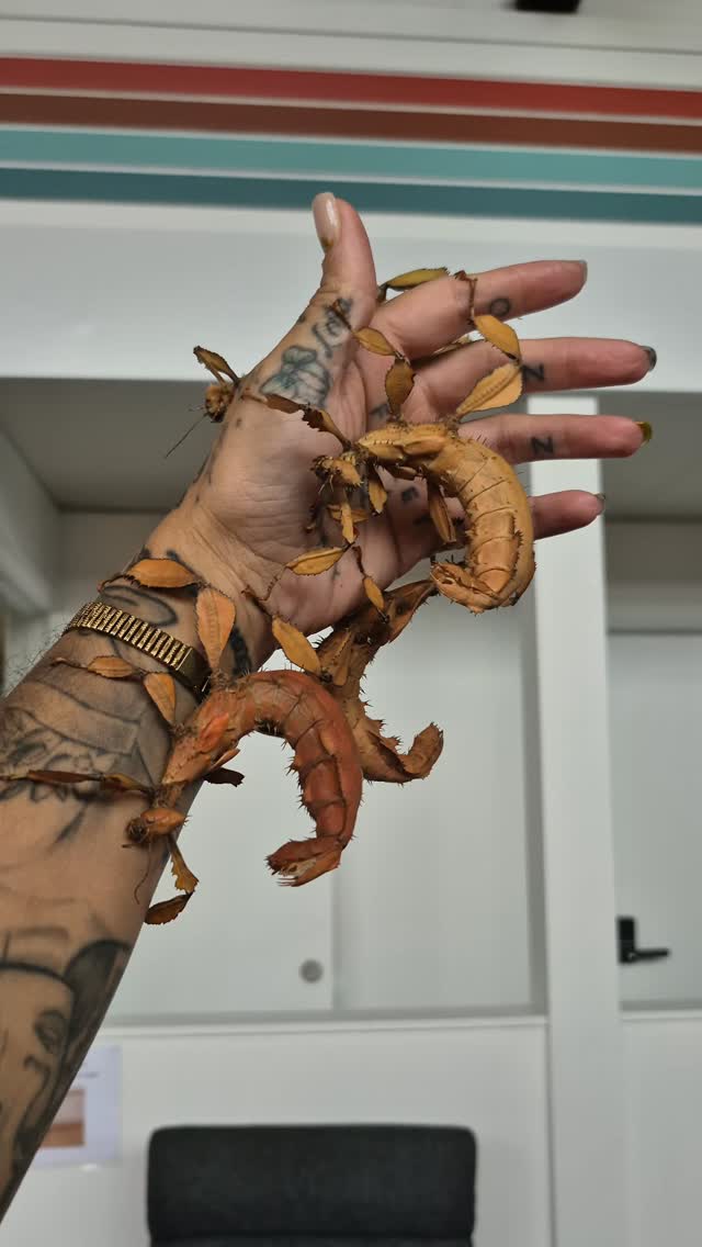 New stick insects at the South Hub! ☀️
.
.
.
#ndisadelaide
#disabilityservicesadelaide
#ndissupport
#salocalbusiness