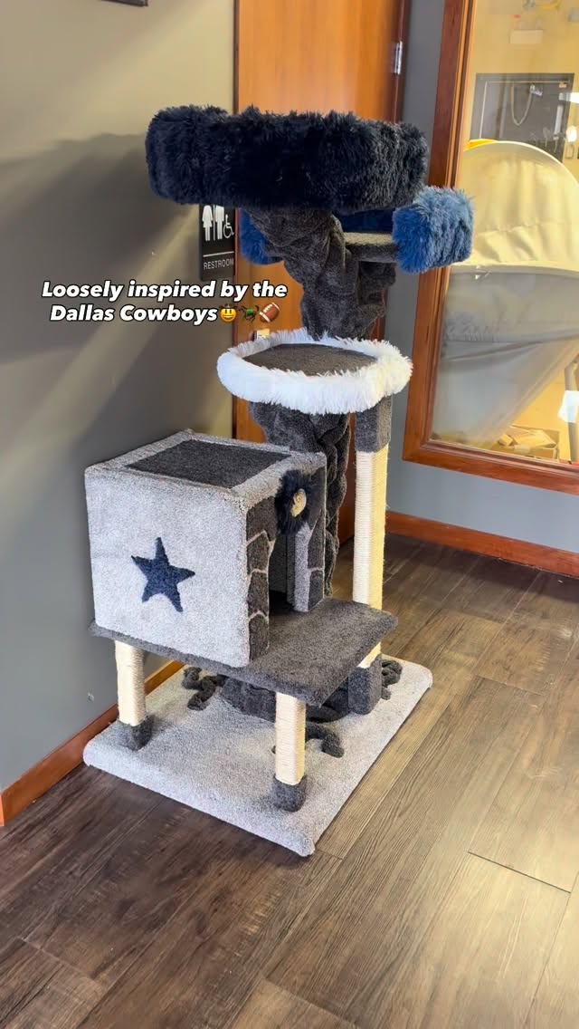 @dallascowboys What do we think? Any other teams we should do? #cats #yyc #dallascowboys #mainecoon #calgary
