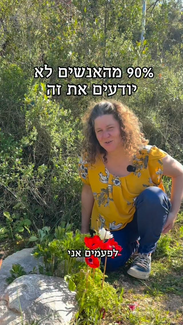 לכל אחת יש תכונות אחרות, אופי אחר, ואת הזמן שבו היא פורחת.
גם לשלושת האחיות האדומות 🌹🌹🌹
#כלנית פורחת ראשונה.
כבר בפברואר היא פורחת.בנרבדים מטריפים..
ויש לה כתם לבן בבסיס עלה הכותרת, שיוצר צורת טבעת לבנה.
#נורית מתחילה לפרוח כחודש אחרי הכלנית.
עלי הכותרת שלה מבריקים ועם גוון כתמתם.
#פרג הוא האחרון לפרוח, ויישאר איתנו עד אמצע האביב.
בבסיס עלי הכותרת יש כתם שחור.
את מי נראה פורחת בימים אלה? את נורית ופרג.
כלנית כבר נותנת זרעים. צאו החוצה ומסרו דש ממני ♥️
.
.
.
.
.
.
.
#פרחיבר #אחיות