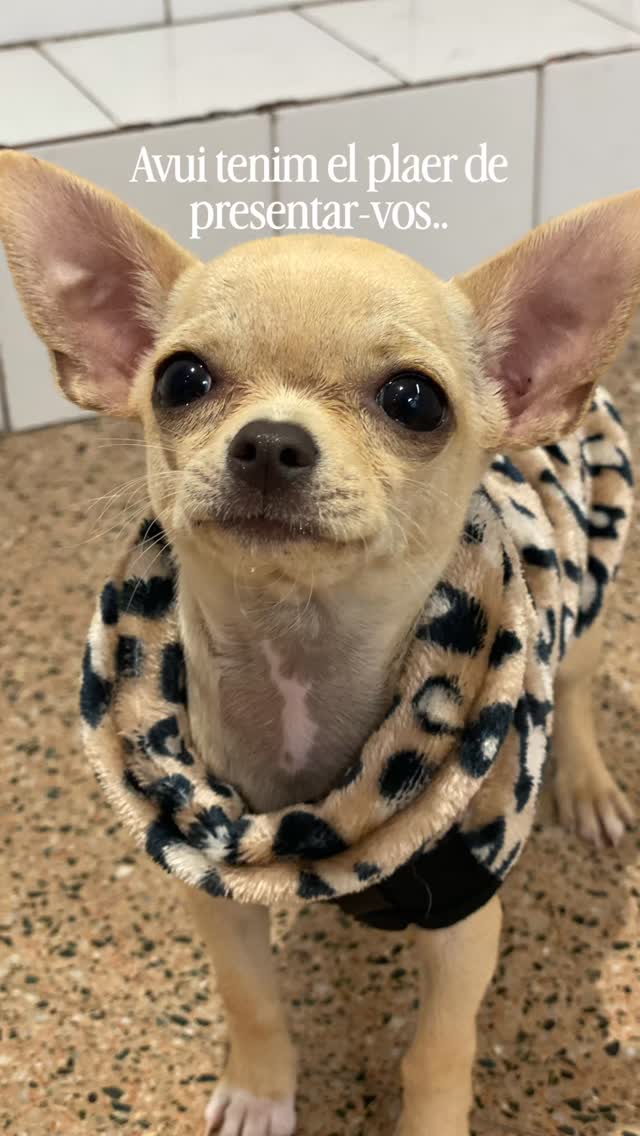 Us presentem a la petita Tiny🌼