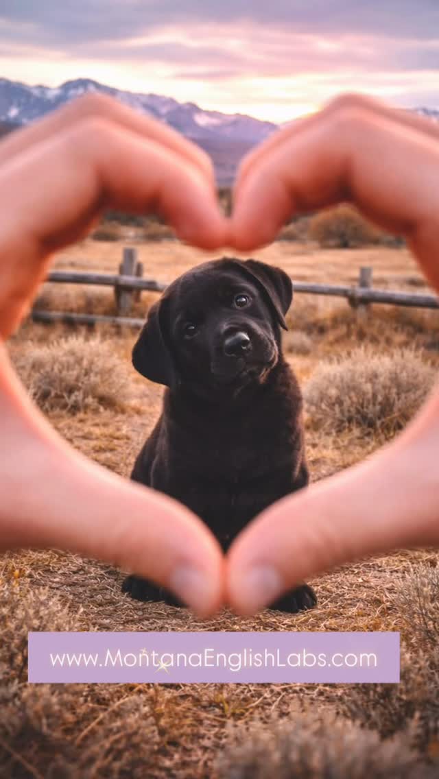 Puppy available 💜💜💜www.MontanaEnglishLabs.com #labradorretriever #labradorpuppy #labrador #puppiesofinstagram #puppylove
