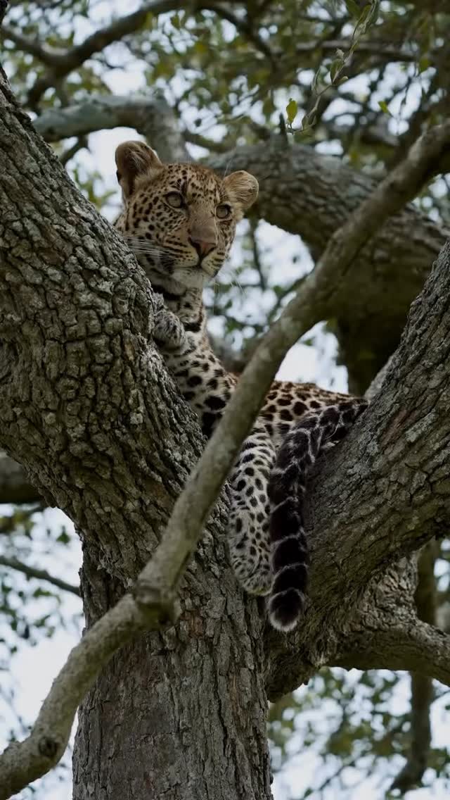 High above the chaos, calm, calculated, untouchable—this leopard plays the long game. No rush, no noise… just pure instinct and perfect timing.
At Planet GOGO Adventure, we don’t just show wildlife—we position you inside the strategy of the wild.
#planetgogoadventure #leopardwatch #wildluxury #safariexperience #untamedafrica
