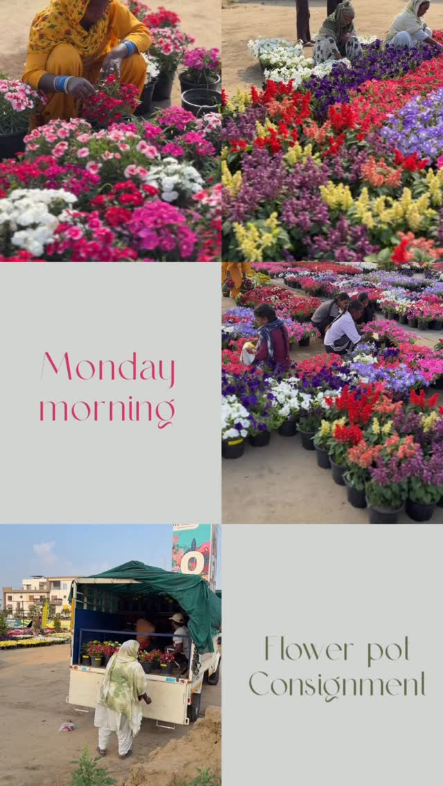 Monday scenes — packing up a consignment of flower pots heading to a beautiful hill station hotel. 🌸
From selecting the best blooms to carefully loading each pot, it’s always about making sure what leaves our farm reaches its destination just right.
Just another day at work… but one that’s going to add a little more colour somewhere special.
#BiocarveSeeds #FlowerPots #PackingDay #FarmToDestination #MondayWork