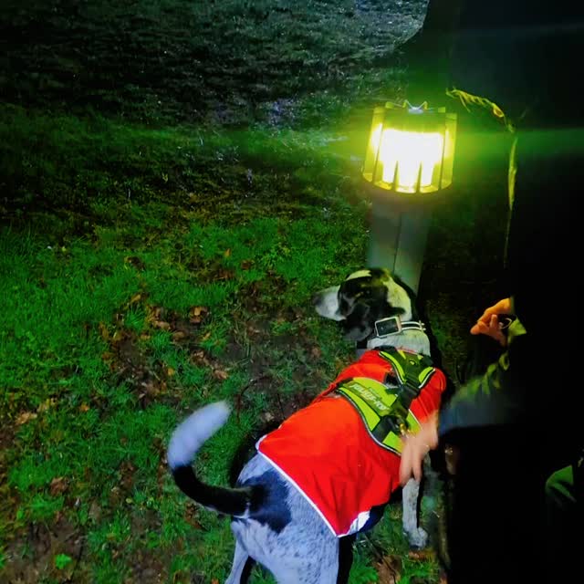 Such hard conditions for our teams #mantrailing at #Knutsford tonight, hard surfaces, a strong wind and a couple of torrential showers. On top of that the challenges were increased through trailing at night!
Great work by all though.
Team Diva were nicely on form. Their first trail started with a multi-directional start and Diva had already got her scent before being directed. She had her first ever experience of a lift which she handled with ease. Lots of great decisions in the blowy weather to find her person sheltering from the elements! She finished on a lovely pet trail which she air-scented to solve. Great work from a dog that doesn't like being out in the wet! Well done Team Diva 👏 👍 🙌
2 team Nells tonight, both collies! First Team Nell are experienced and made some great choices after being presented with a small washer as a scent article, with the expected freestyling from their experience, calmly homing in on their runner. Lovely trailing followed by a very efficiently solved, motivational pet trail to finish. Great job Team Nell 👏 🙌 👌
Tilly is just 8 months old and already a superstar. She graduated from scent enhancements tonight and not only that but we added in her first . It's lovely seeing a young dog gaining independence in their decision-making. Great job Team Tilly, well done 👏 ✔️ 👍
Our second Nell, back for their second session, was a different dog from her first time, confidently approaching her runner and getting properly down to work for her second trail. So much so that she also graduated off scent enhancements this evening. Great work Team Nell 👏 👍 💪
Trailing is great for building confidence in dogs. It gives them a purpose and works their primary sense of smell helping handlers build a bond.
Find out more at www.dogtrailing.co.uk
