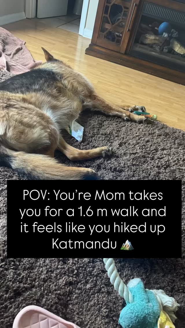 Poor couch potato 🥔 #dogsofinstagram #gsd #gsdofinstagram #gsdlife #gsdnation