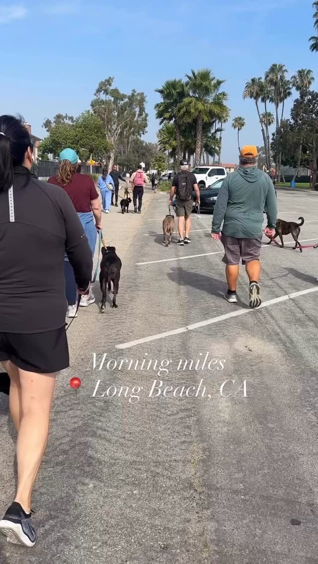 Another amazing pack walk today PLUS an awesome 2nd birthday party for pack leader Brooklyn! 🎉Repost @ashthemost • Saturday mornings done right ☀️
Got our miles in with a @blockheadbrigade pack walk through Colorado Lagoon & Marine Stadium Park and topped it off celebrating Brooklyn the birthday pup at a sweet party hosted by @flawedgrace!
#dogreels #longbeach #packwalk #aussiesofinstagram #saturdayvibes