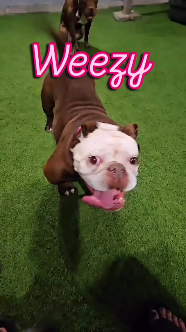 Weezy baby đЎ
Playtime was a blast for her with Kiva and friends! And, might I add, she's found the perfect way to stay hydrated - drinking water on her own terms, in the tub!
#abetterpetdogtraining #ahaalum #dogboardinglife #dogsoflasvegas #dogreels