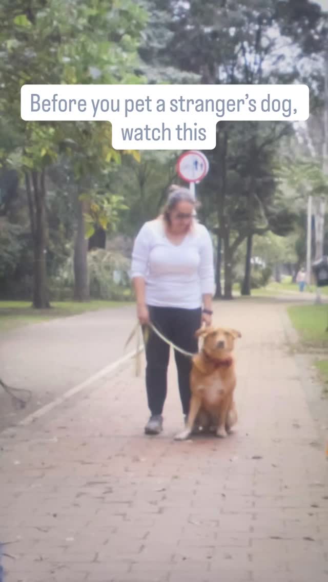 Astro is showing you his 3 safety zones and they could save a life 🫧
When a human invades a dog’s space, they have 3 options, just like us:
🥶 Freeze
🏃 Flee
🔥 Fight
Barking, growling, snapping, these aren’t bad dog behavior. These are how dogs COMMUNICATE 🐶
The problem is most humans don’t know the signs 👇
Share this with someone who has kids around dogs
📖 Basic Obedience for Humans: Astro teaches YOU the rules
🐶 Puppy Training • 🚶 Walk & Train • 🏠 Pet Sitting & Dog Walking • 💻 Online Courses
Find all of that & more on my website