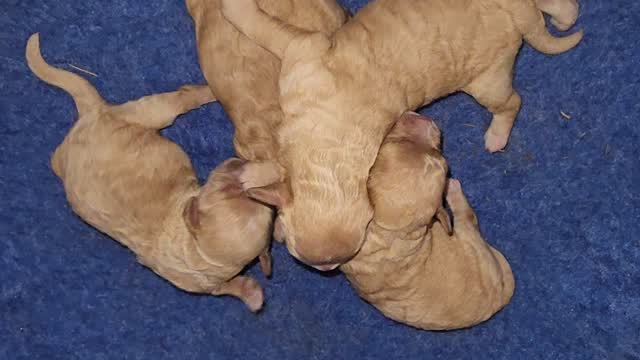 Cavachon babies. for more information please visit www.katashillviewkennels.com