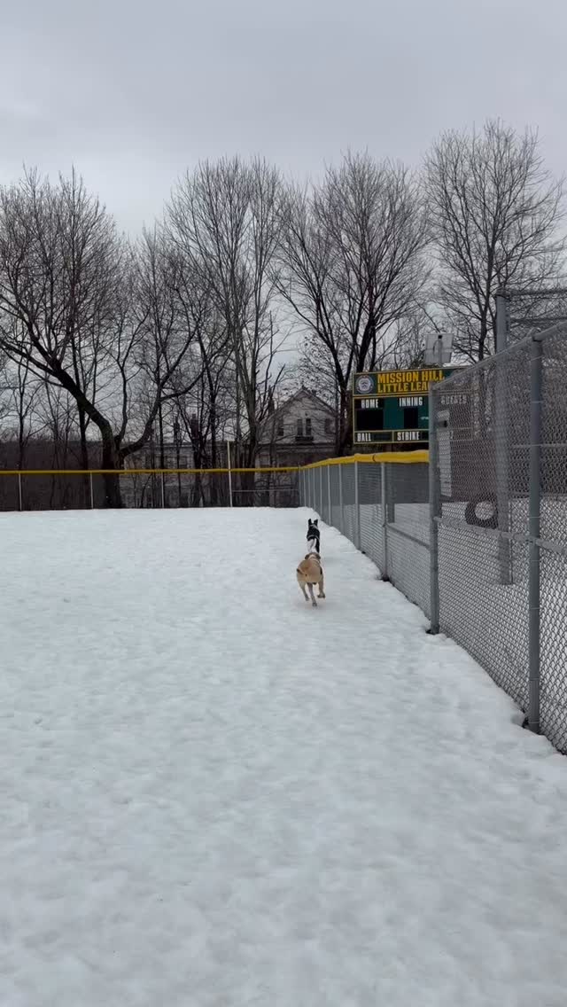 Running outdoors hits different when you’re not alone. 🐾💫#WagWithWilliam #FearFreeTraining #PositiveReinforcement