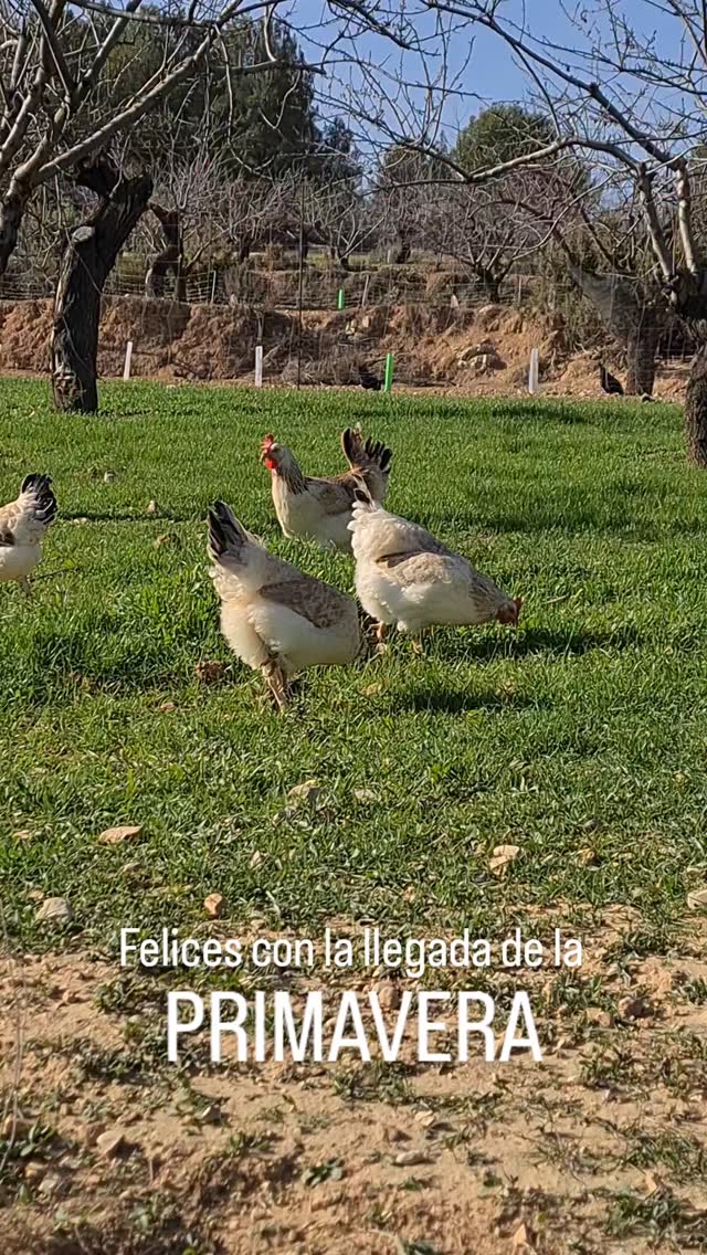 Llega la primavera, y con todo lo que ha llovido la finca se llena de hierba fresca,insectos y buena temperatura. Todo un manjar para nuestras gallinas.
Y nosotros felices de verlo todo tan verde. 😍🐔🥚
#ganaderiaextensiva #huevosecológicos #gallinamurciana