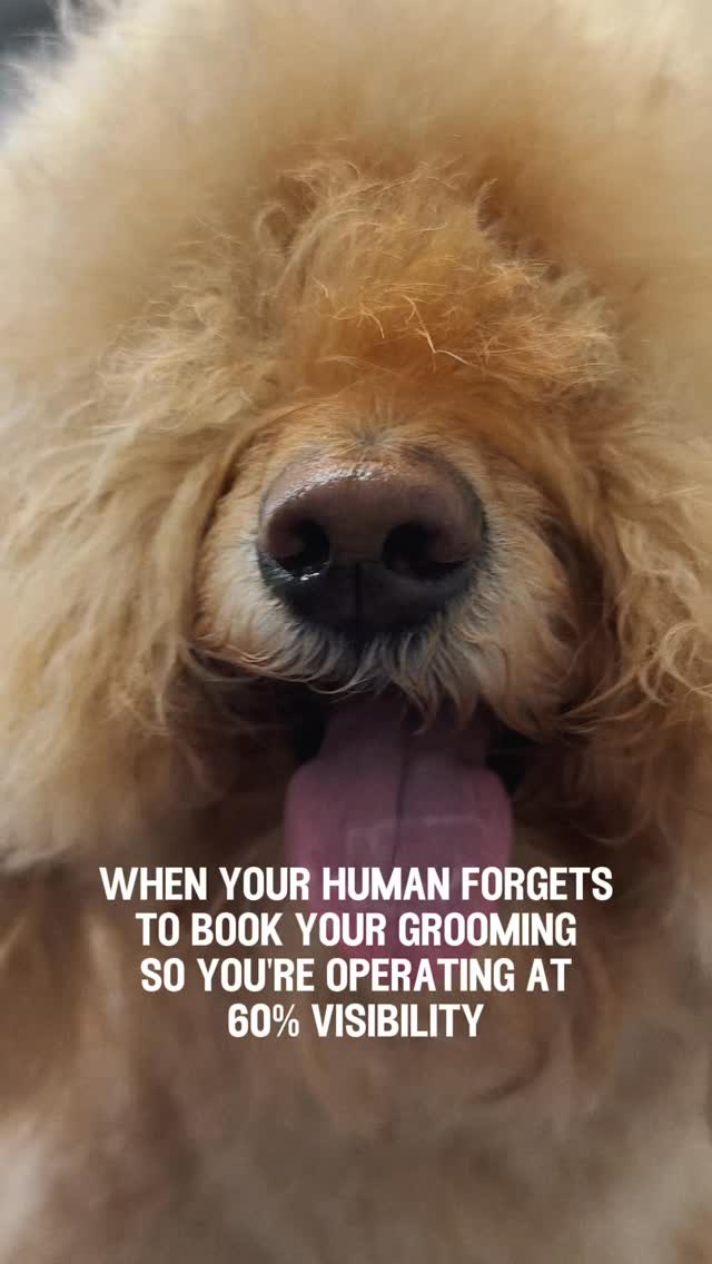 When their eyes are covered, it’s more than just messy fur. 🐶
It affects their comfort, their vision, and how they move around.
A simple groom can make a big difference. Comfort matters.
#wagginized #tailwaggin #petgrooming #dogsindubai
