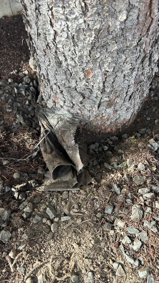 First step of any project...remove landscape fabric!🙂