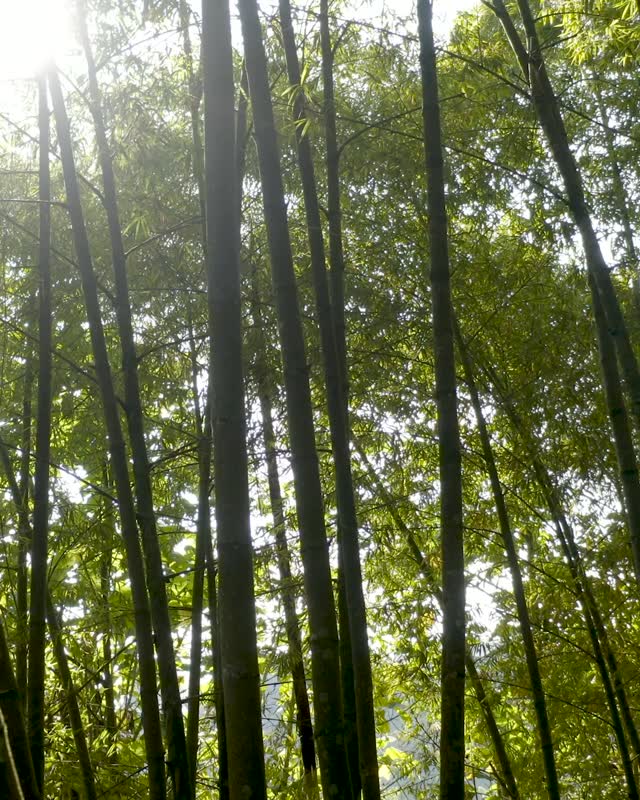 Una caminata por el guadual cura cualquier mal. Si quieres pensar con claridad o simplemente oír el viento pasar, este es el lugar indicado. 🎋
ENG/
A walk through the guadual cures any illness. If you want to think clearly or simply hear the wind pass by, this is the right place. 🎋
#manizales #ecoturismo #sostenibilidad #hotel #bosque