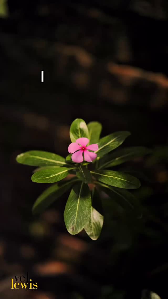 Forever More by Vel Lewis (featuring Larry Braggs) - Lyrics Video
Available on all digital platforms.
Follow Vel Lewis Music for more!
#VelLewisMusic #jazz #hammondorgan #hamfam #organ #music #forevermore #stream #youtube #spotify #applemusic #amazonmusic #lyrics