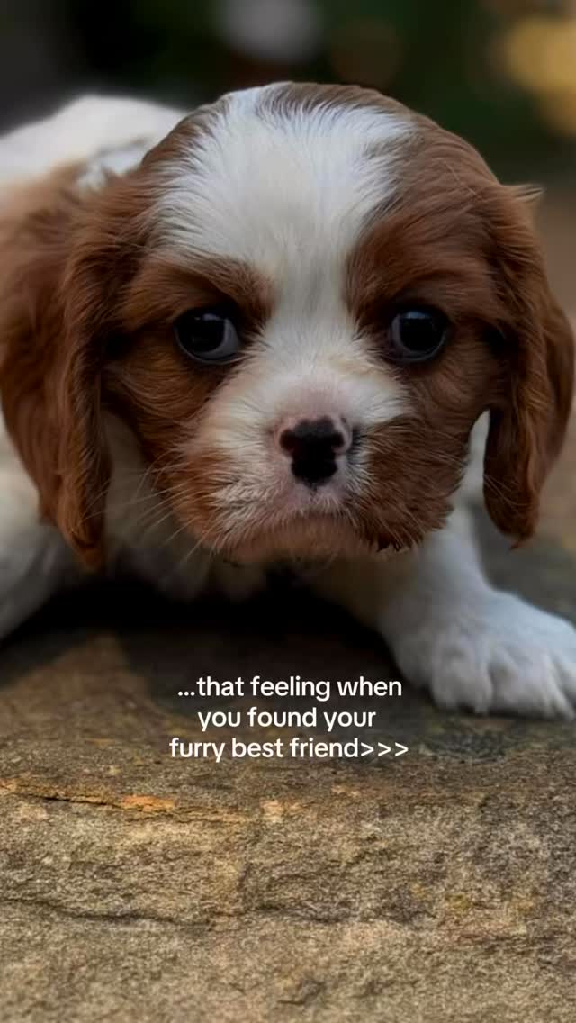 That feeeling when you find your furry best friend...
From their sweet little whiskers to their fluffy, kissable faces, Cavaliers are pure magic. Spring is blooming and so are new beginnings, including the four-legged kind! Ready to add a little love to your life? Contact trusted breeder TinkerPups to find out more about our gorgeous Cavaliers!
DM us today, your best friend is just a message away
.
.
.
.
#tinkerpups #cavalierkingcharles #puppywhiskers #springpuppies #fureverfriend